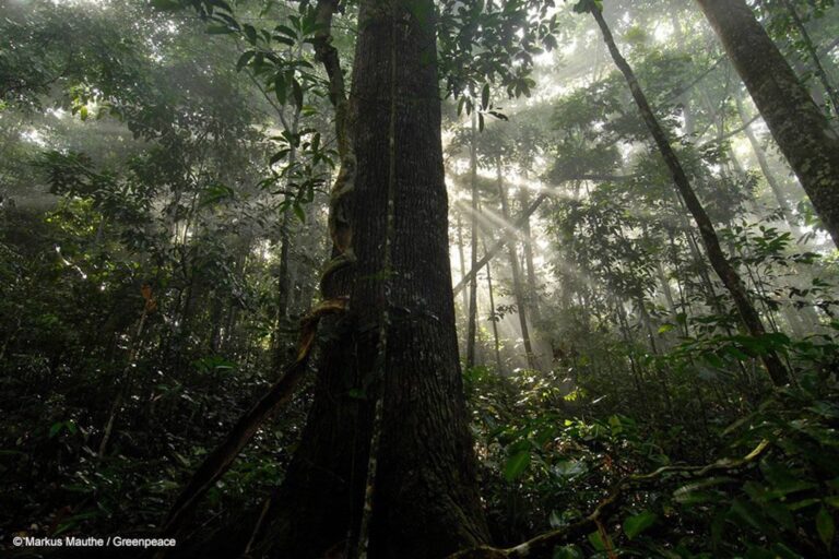 Brasil acelera na captação de recursos para o clima, mas investimento em florestas é mínimo