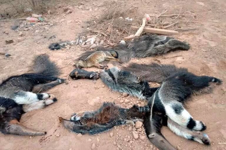 Canal de água matador de animais é denunciado ao “STF” da Argentina