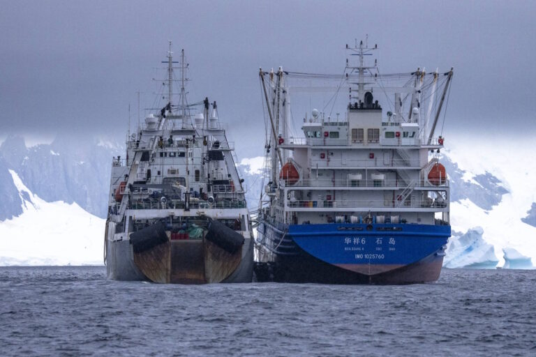 Cientistas querem moratória mundial da pesca do krill para salvar baleias e o clima