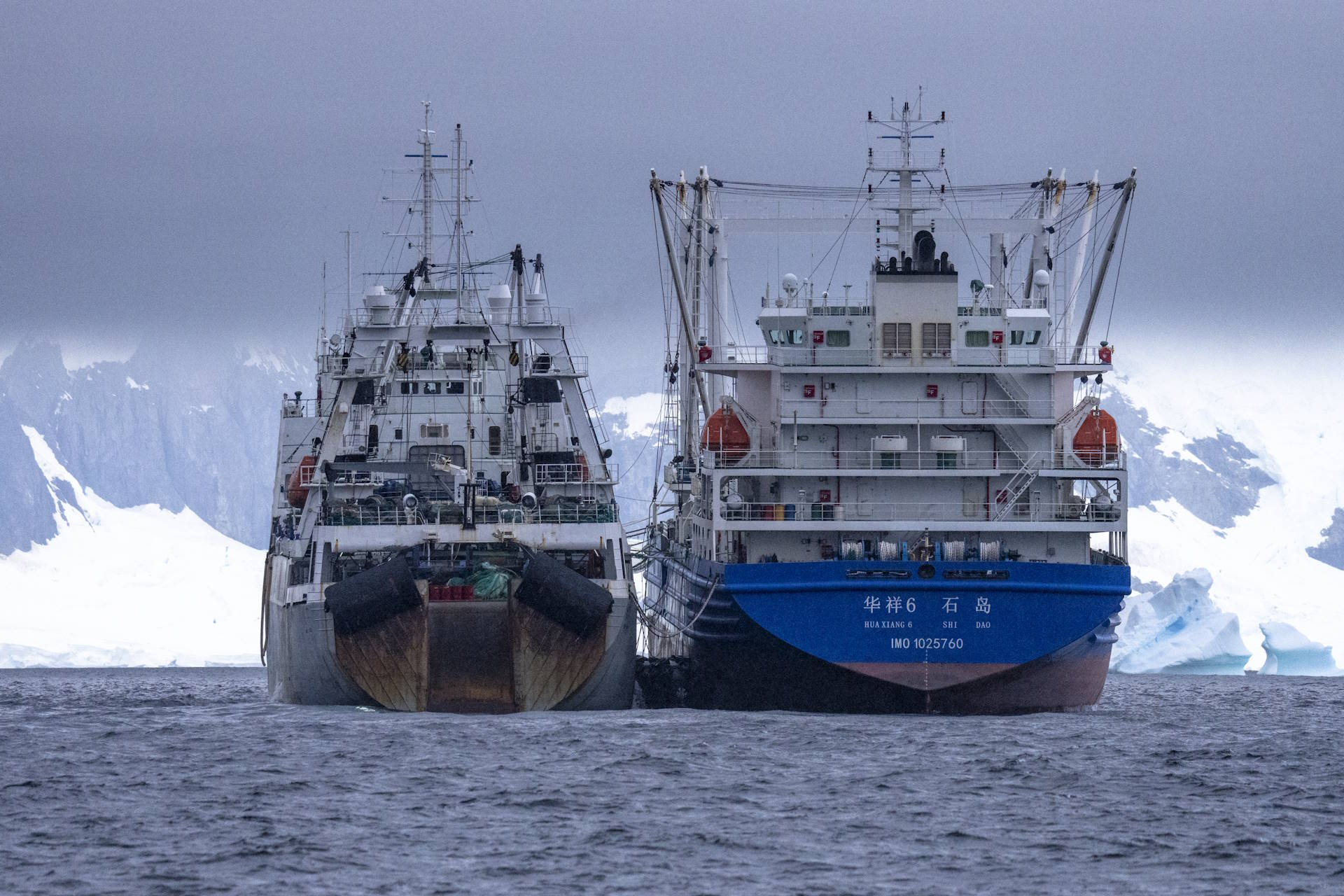 Cientistas querem moratória mundial da pesca do krill para salvar baleias e o clima
