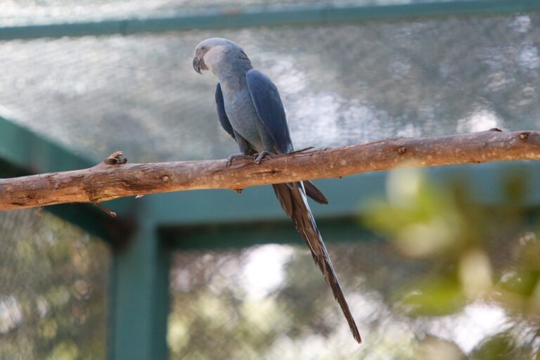 Circovírus ameaça ararinhas-azuis e outros psitacídeos na Caatinga baiana