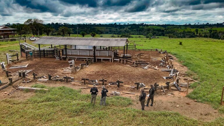 Da florestania ao pasto - Amazônia Real
