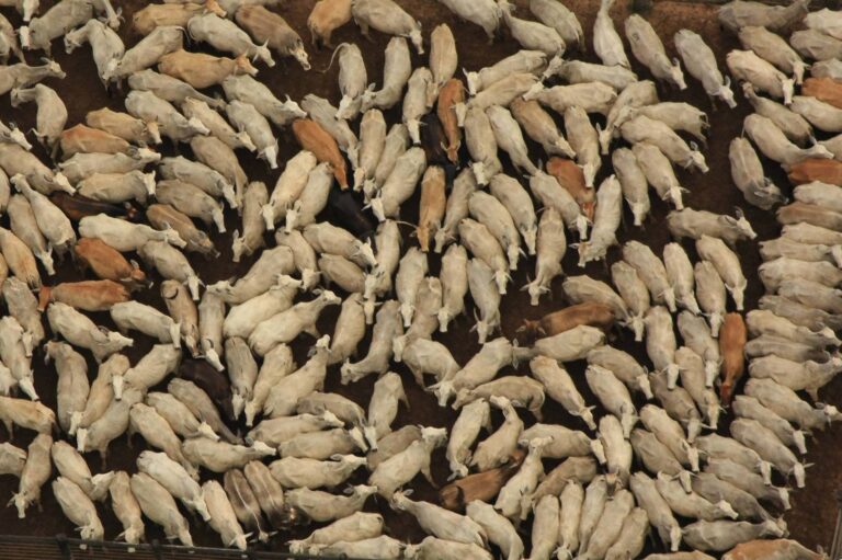 Emissões de metano continuam crescendo e atingem recordes no Brasil