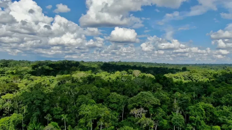 Estação Ecológica do Rio Acre: refúgio protege espécies