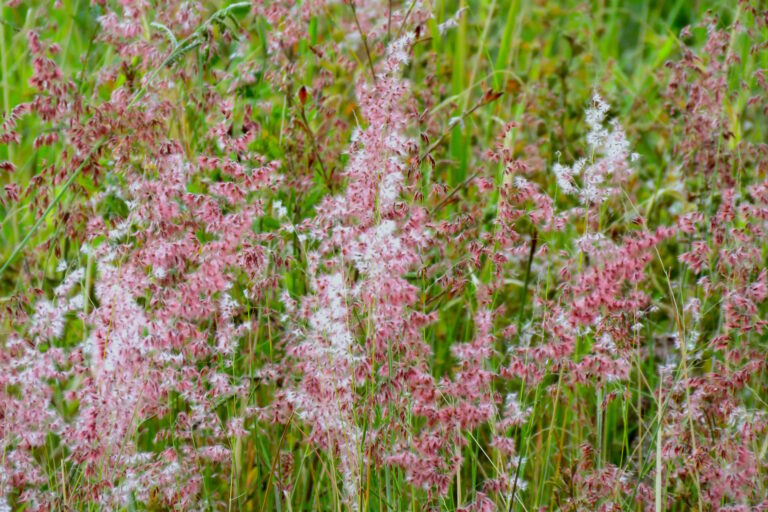 Invasão de capim africano aumenta risco de incêndios na Serra do Cipó