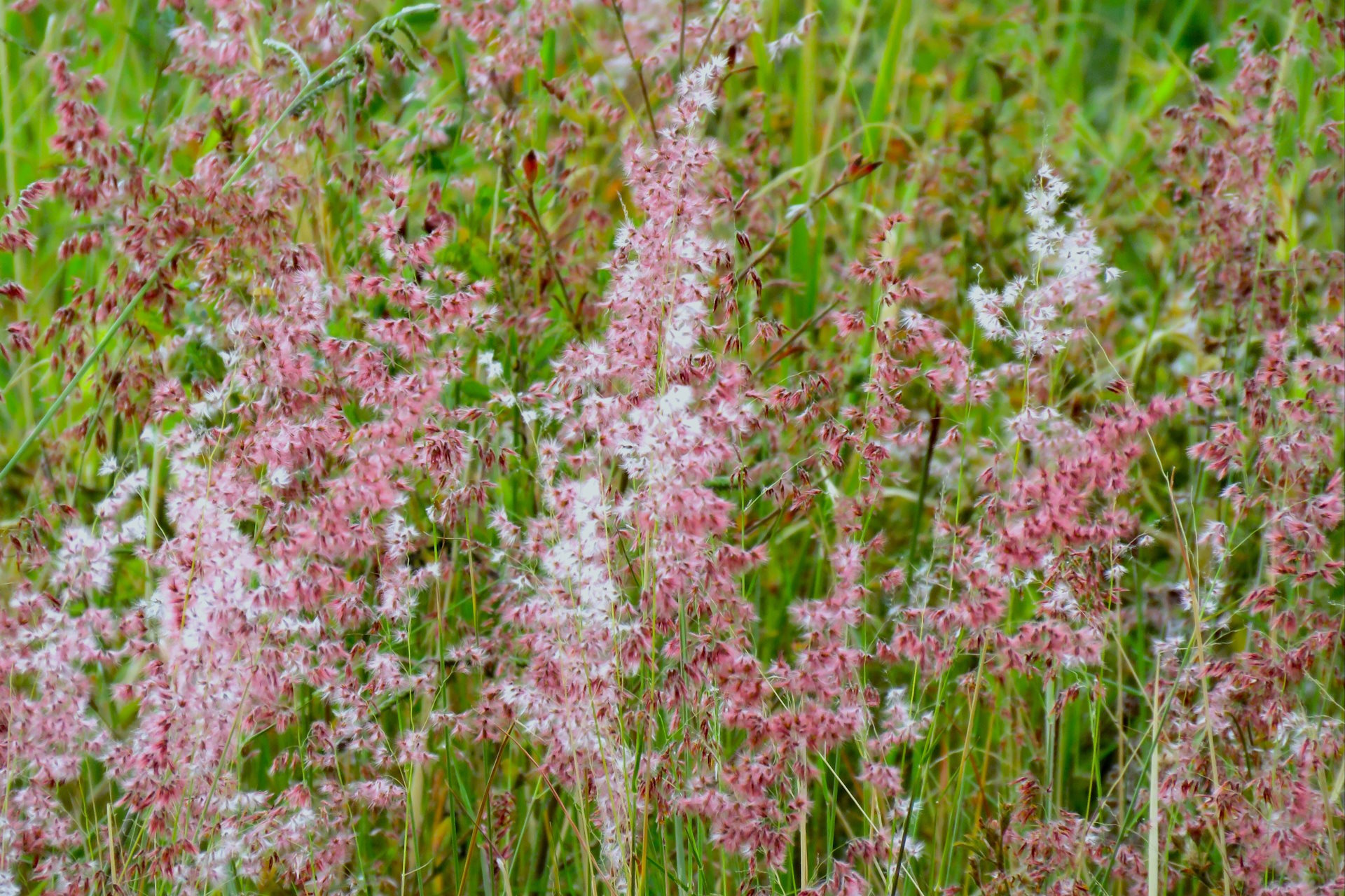 Invasão de capim africano aumenta risco de incêndios na Serra do Cipó