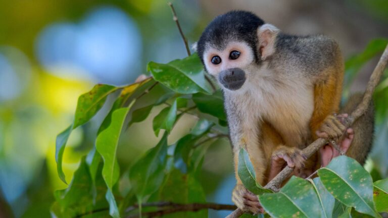 Macaco pode ser extinto por conta de mudanças do clima