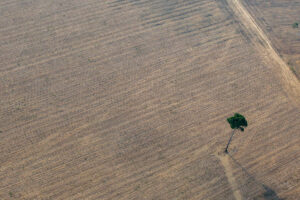 Área de plantio de soja no arredores de Santarém e Belterra.