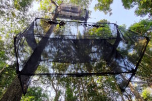 Mundo desconhecido de insetos na copa das árvores começa a ser revelado