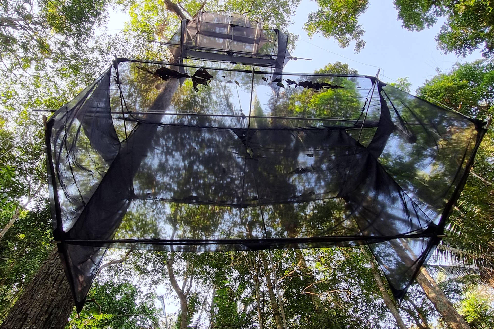 Mundo desconhecido de insetos na copa das árvores começa a ser revelado