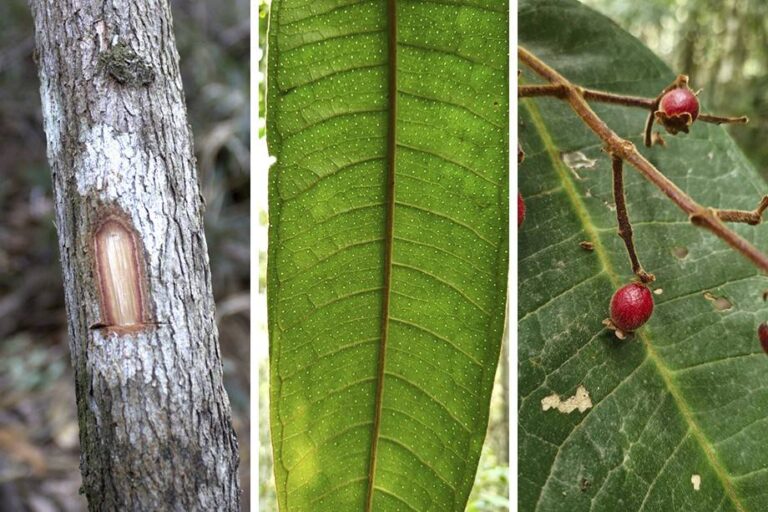 Nova espécie de árvore é encontrada na Mata Atlântica mineira