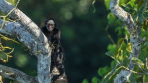 'Passando a boiada' ameaça áreas protegidas – 1: desafetação e redução de tamanho