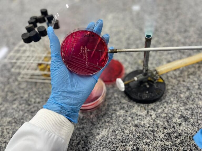 Pesquisadores de Mato Grosso buscam eliminar Salmonella em peixes híbridos tambatinga