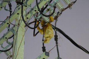 Preguiças morrem eletrocutadas em meio à expansão imobiliária na Bahia