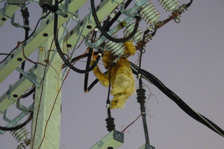 Preguiças morrem eletrocutadas em meio à expansão imobiliária na Bahia