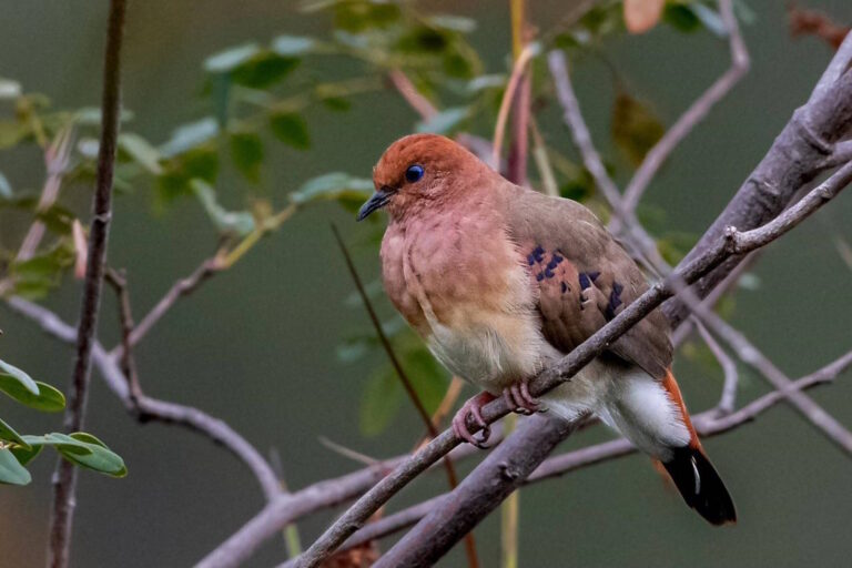 Primeiro filhote de ave criticamente ameaçada nasce de pais em cativeiro