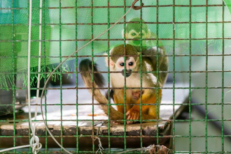 Redes sociais, Algoritmos P e Algoritmo TAS: Adultização de crianças e escravidão de animais