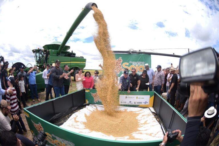 Roraima celebra colheita recorde de grãos em Alto Alegre