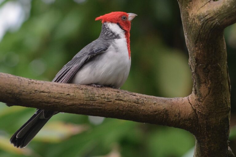 Segue suspenso programa gaúcho por risco de facilitar o tráfico de animais