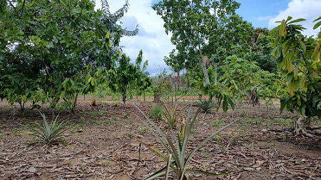 Sistemas agroflorestais da Amazônia atuam no combate às mudanças climáticas