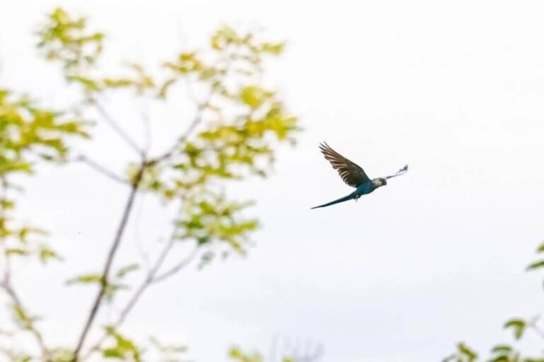 Vírus adia soltura de ararinhas e divide especialistas sobre manejo