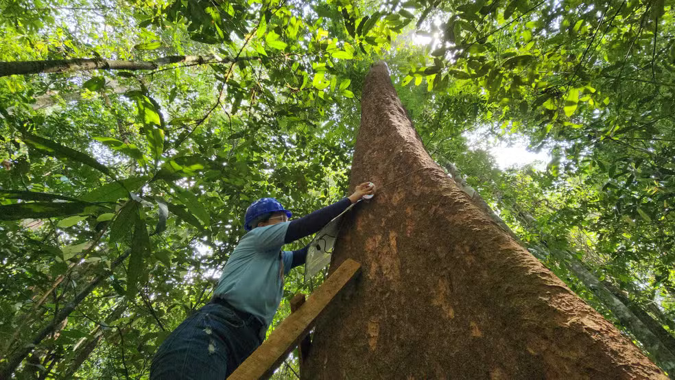 uso sustentável da floresta do estado entra em debate