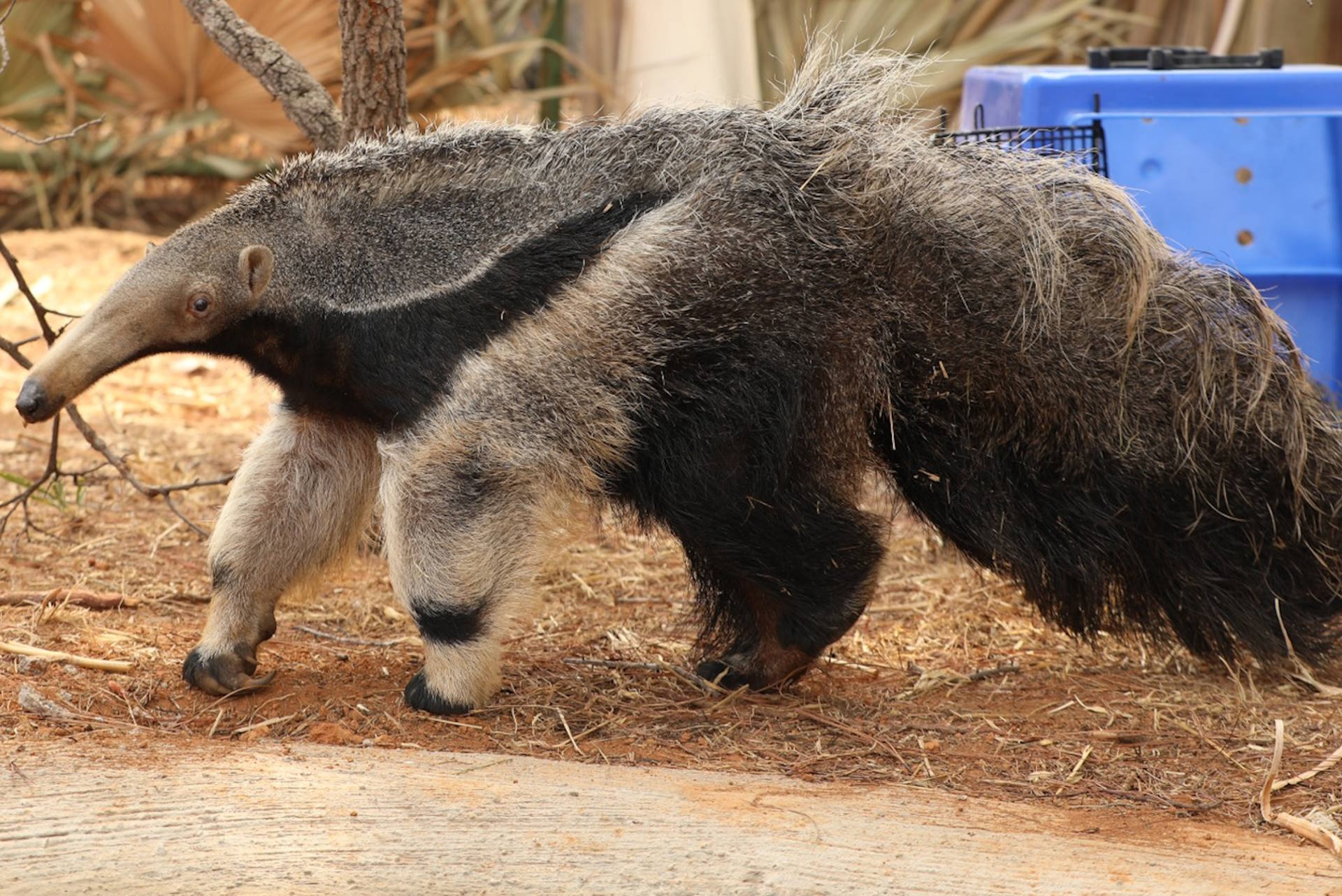 Animais transferidos após incêndio retornam ao Cetas de Brasília