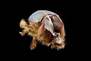 Ciência descobre besouro “arretado” no sertão baiano