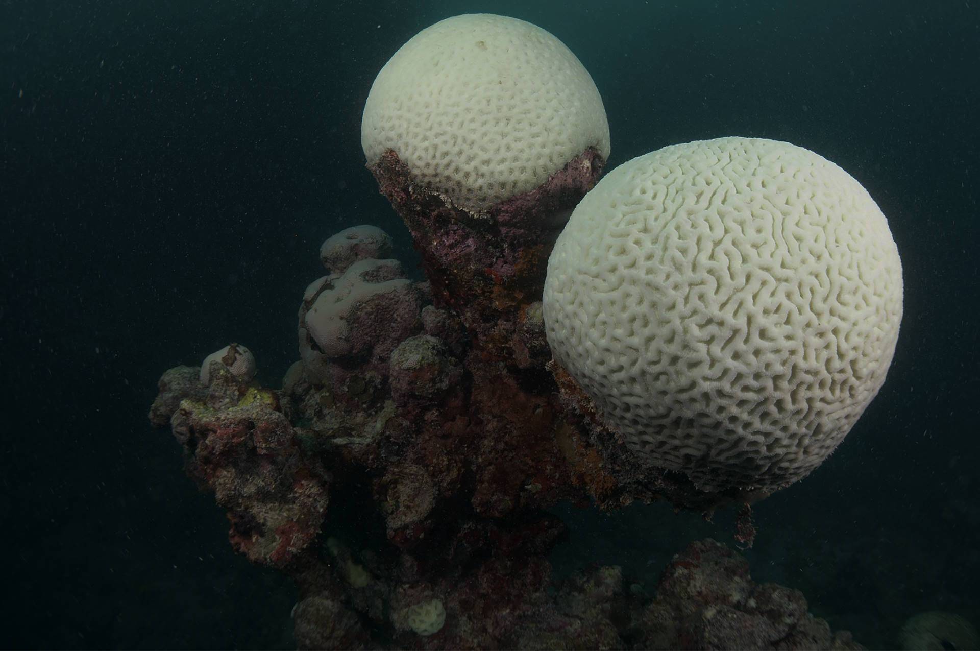Corais detetives revelam um século de mudanças ambientais em Abrolhos