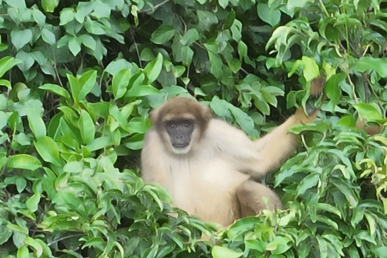 Drone registra muriquis pela primeira vez em área protegida do RJ