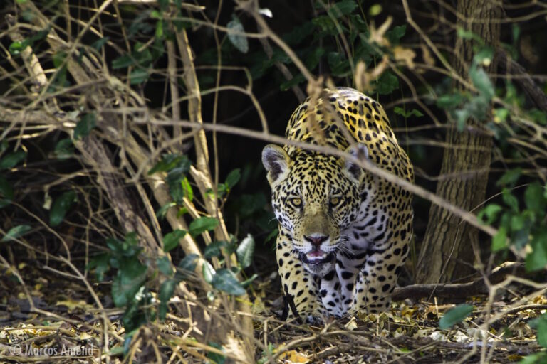 Está nas mãos do governo Lula ampliar a proteção do Pantanal