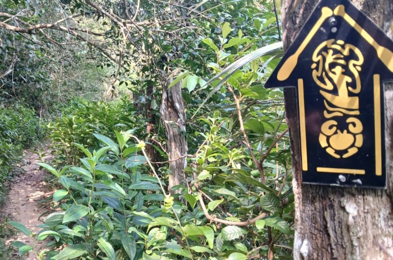 Maior trilha sinalizada da América Latina será inaugurada na COP 30