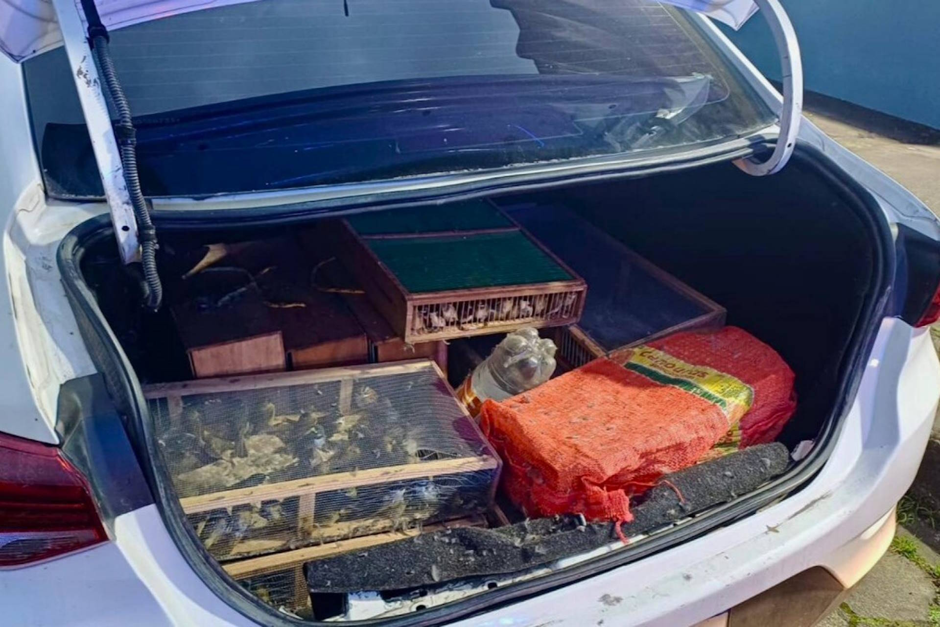 Mais de mil aves resgatadas do tráfico na região serrana do Rio de Janeiro