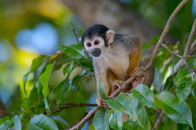 Monkey faces extinction due to climate change
