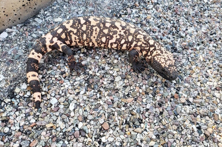 O Monstro do Ozempic - ((o))eco