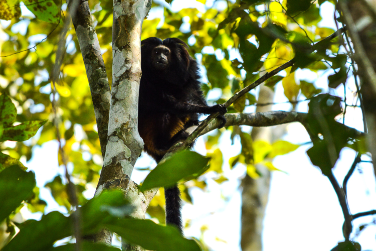 O que o mico-leão-preto tem a ver com a emergência climática?