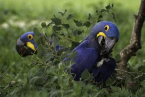 Os animais políticos