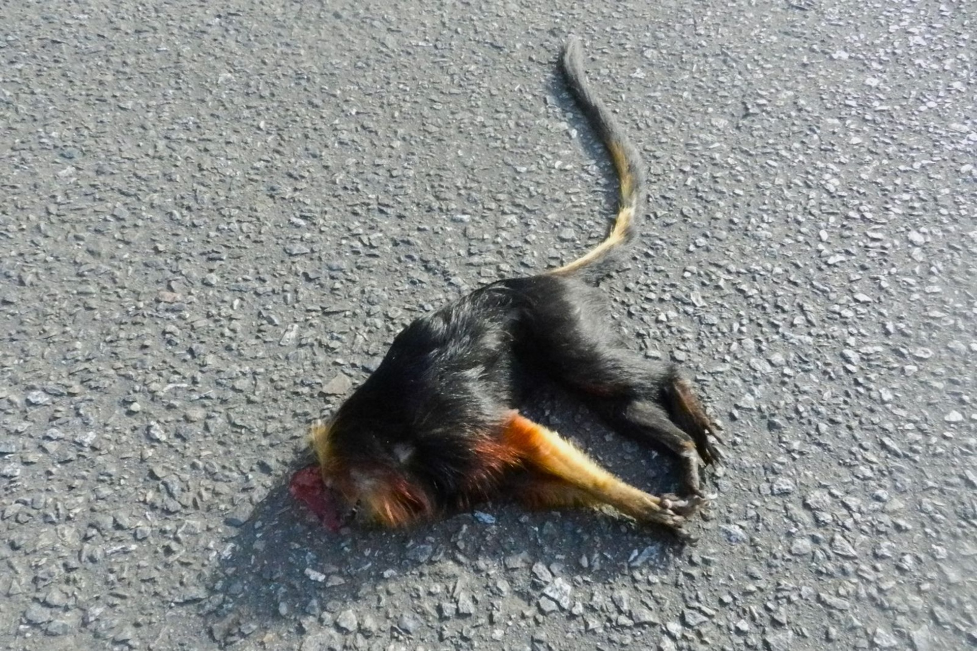 País precisa reagir às mortes de animais e pessoas em rodovias