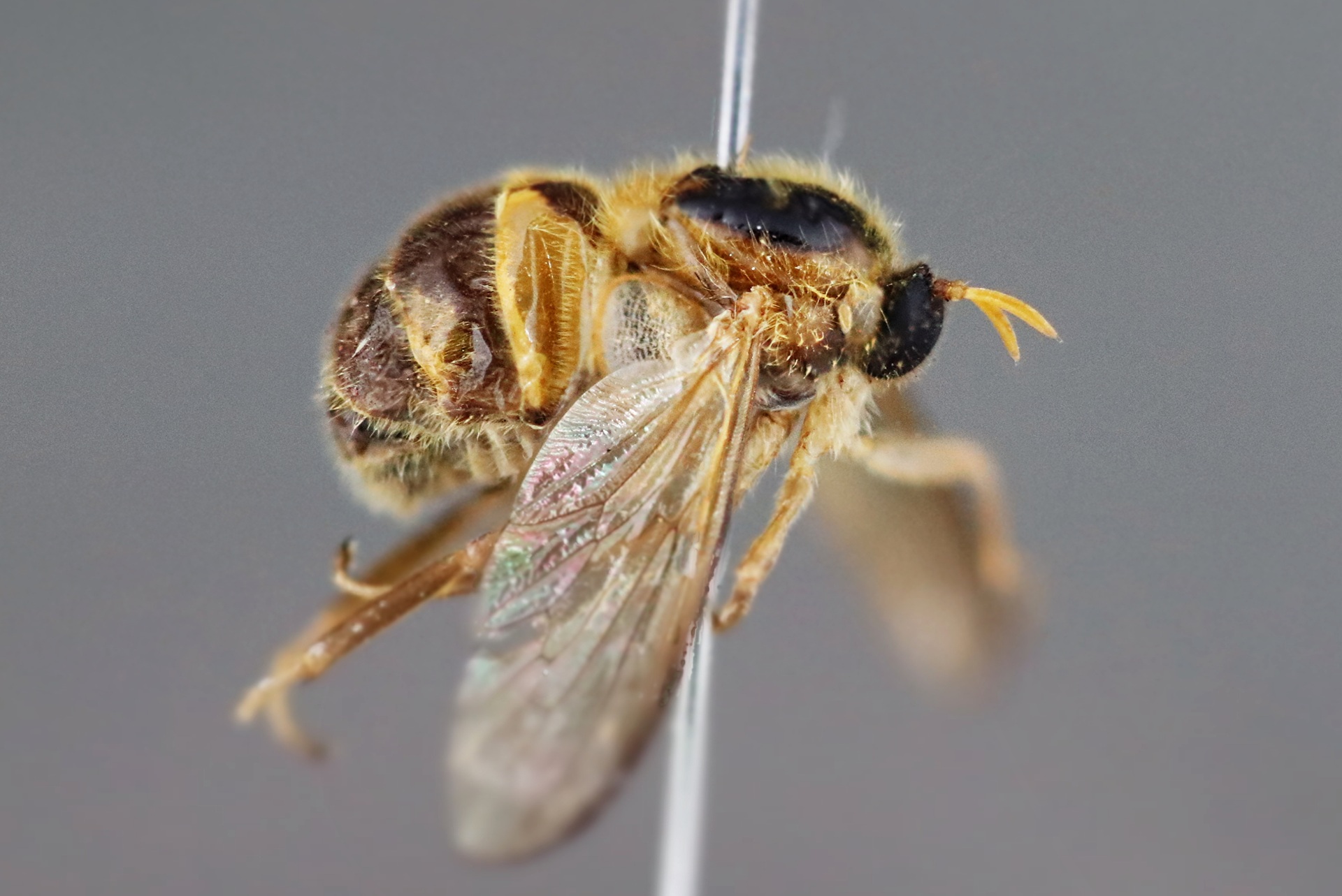 Pesquisador descobre espécie de mosca rara que parasita aranhas no Espírito Santo