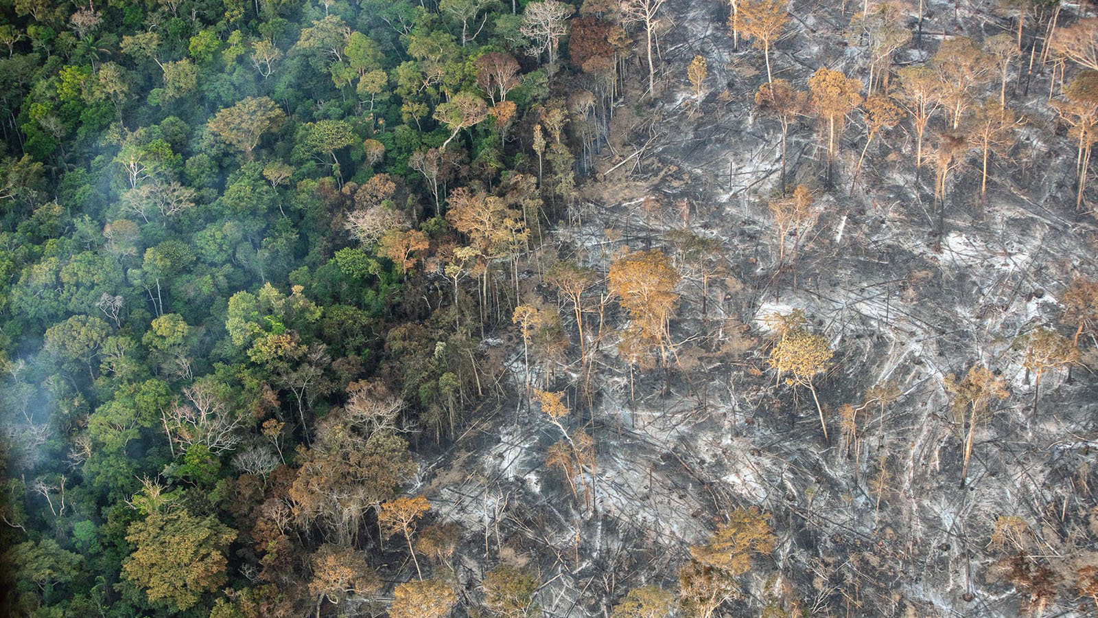 Riscos para a Amazônia da pavimentação da rodovia Manaus-Porto Velho