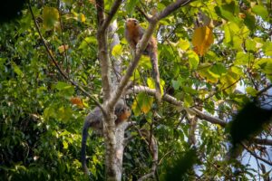Zogue-zogue: um símbolo para Alta Floresta, no Mato Grosso