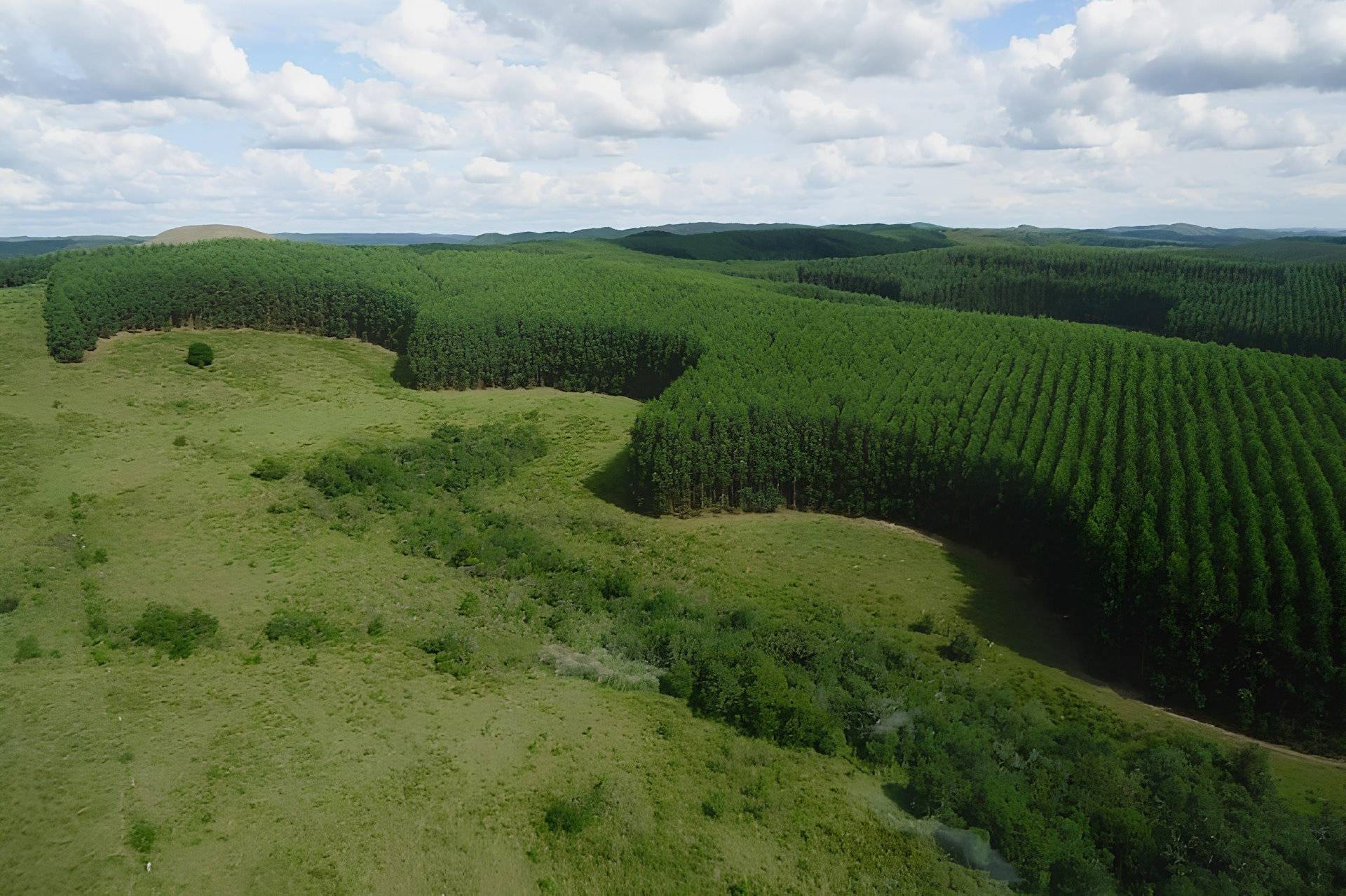 Agro superou área com vegetação nativa do Pampa