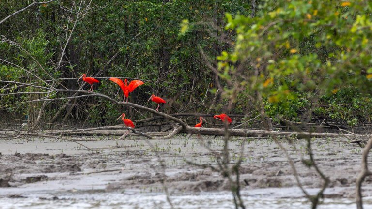 Ameaças da nova fronteira de petróleo do Brasil