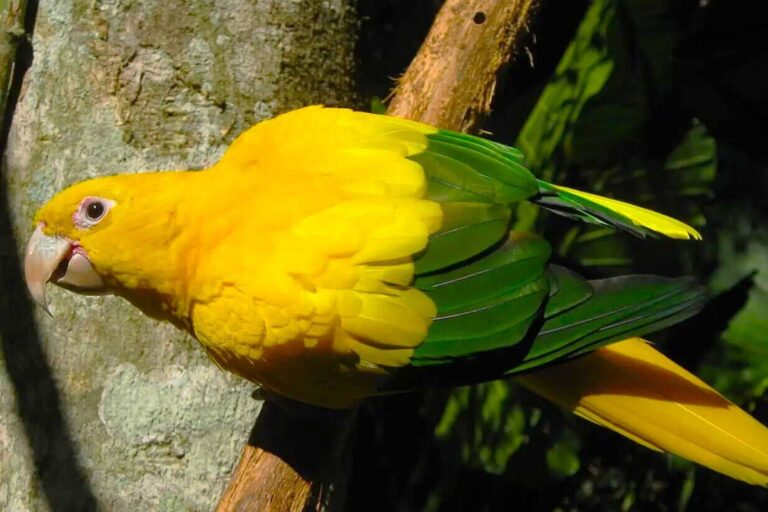 Área ambiental soube pelo noticiário da exportação de aves silvestres vivas