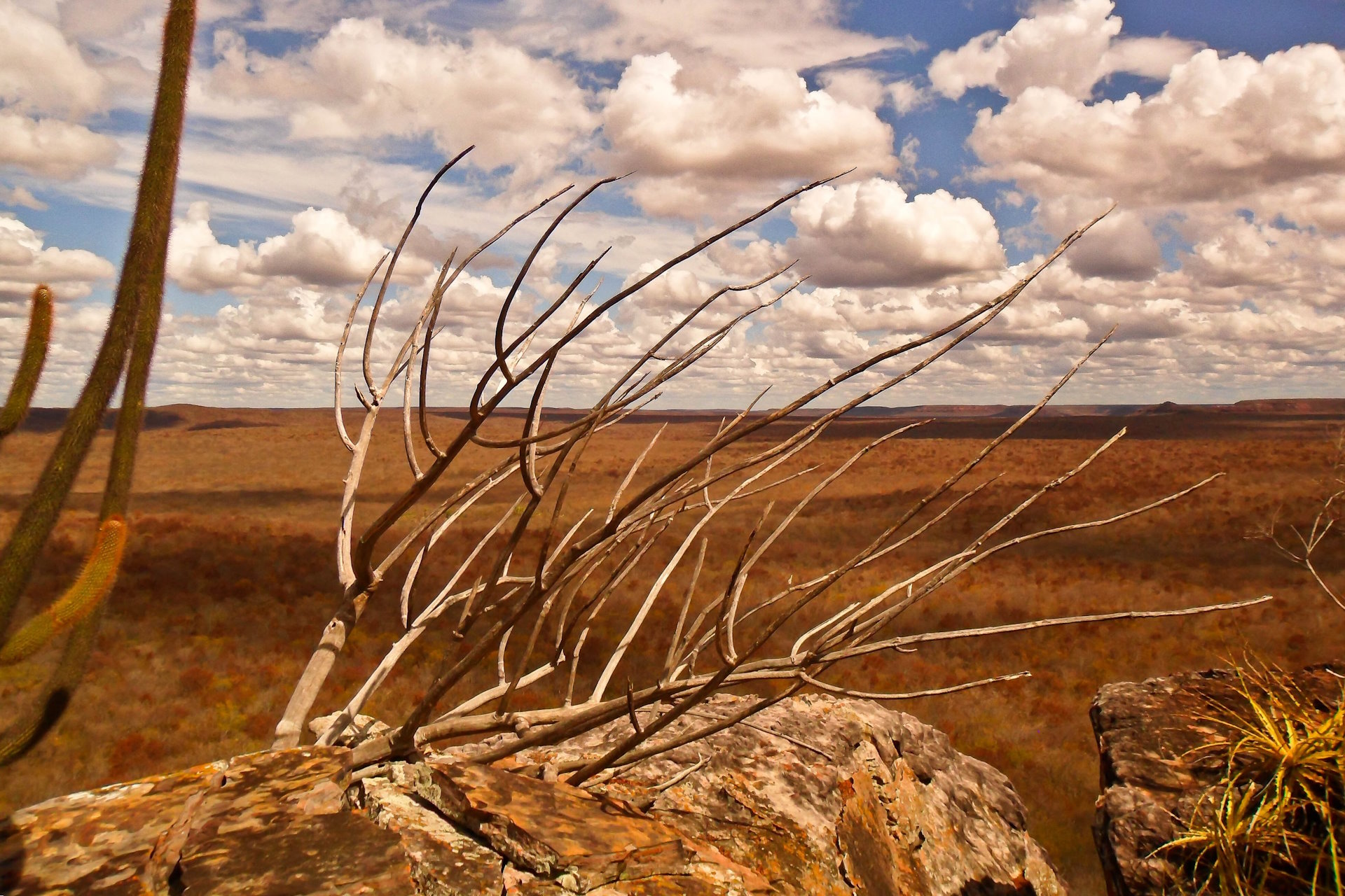 Clima em crise: humanidade não pode perder mais um ano e mais uma COP