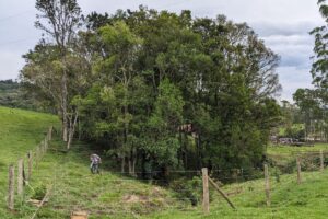 Conservador das Araucárias: implementar o Código Florestal através da restauração de ecossistemas