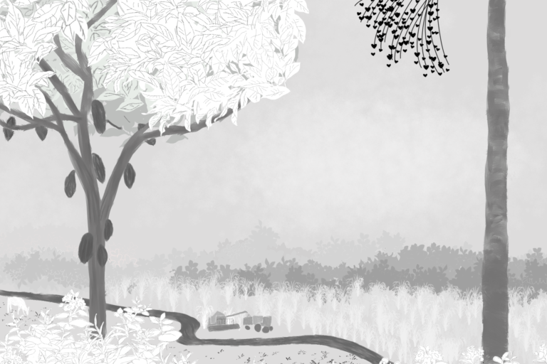 Entre búfalos e arroz, Marajó busca saídas sustentáveis para a crise climática