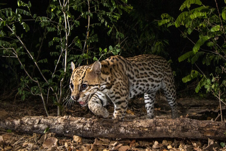 Estudo revela como felinos brasileiros reagem às mudanças humanas no meio ambiente
