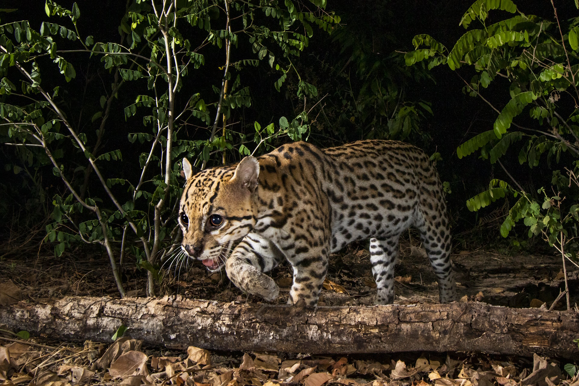 Estudo revela como felinos brasileiros reagem às mudanças humanas no meio ambiente