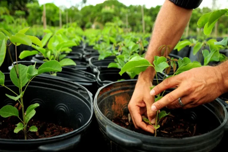 Fundo Clima amplia apoio à restauração florestal com financiamentos para Belterra e Suzano